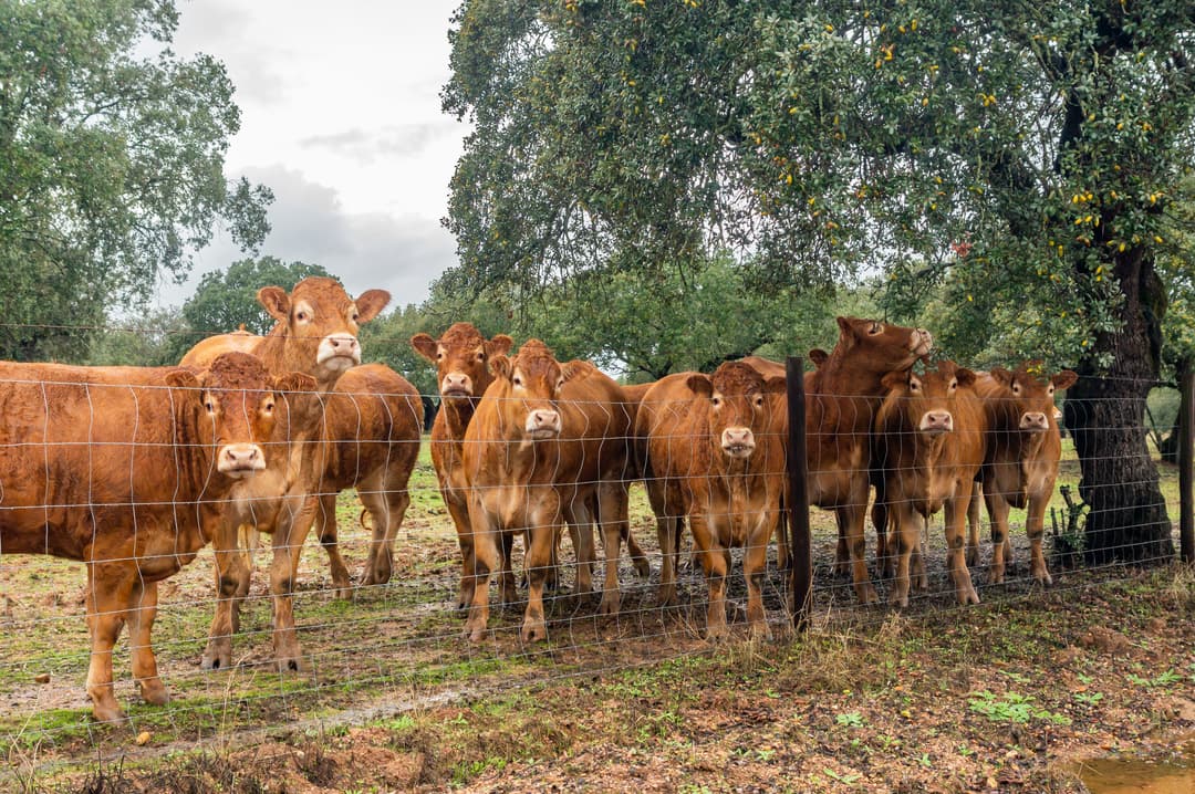 Electric Fence Insulators: Types, Uses, and How to Choose the Right One