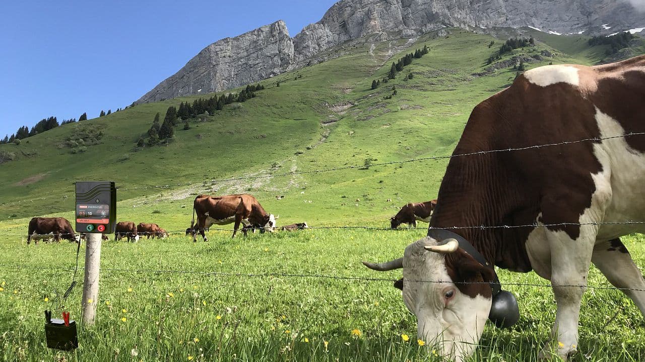Precautions for using electronic fences