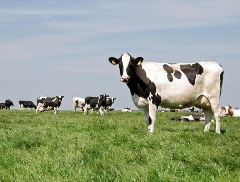 Revolutionizing Livestock Management: Electronic Fencing Solutions in Smart Farms