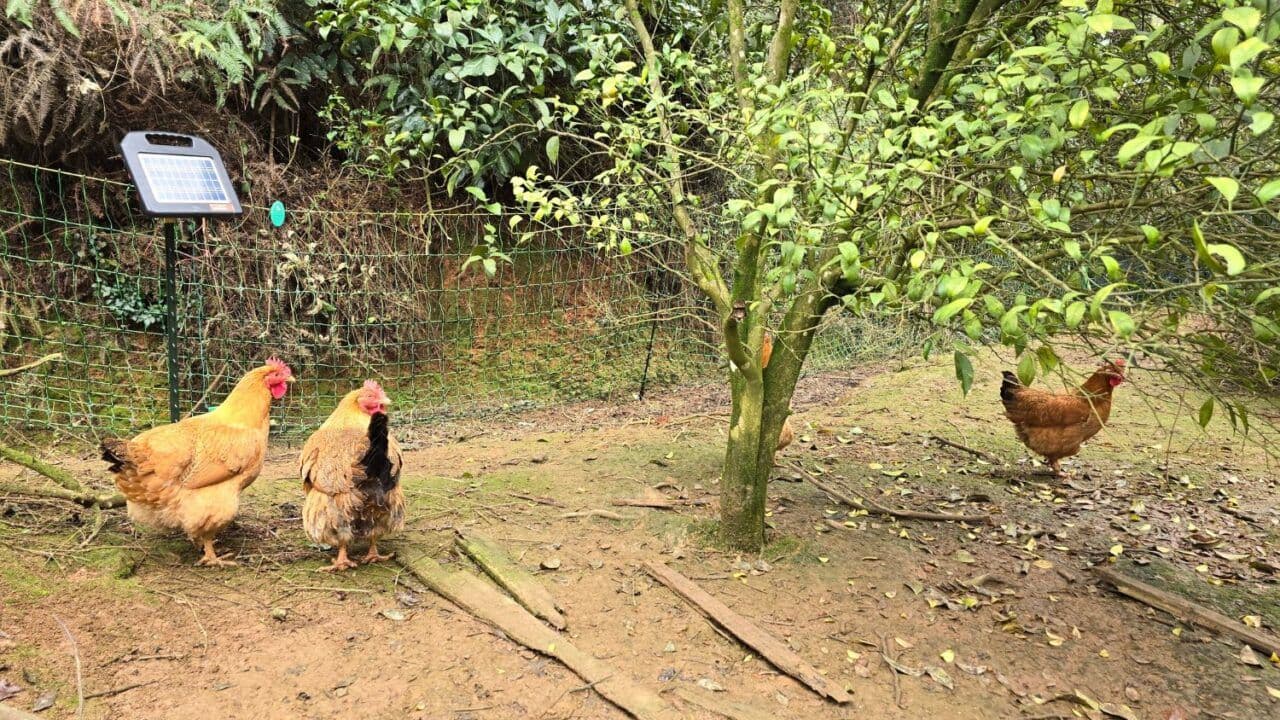 Fencing Solutions for Poultry: Chickens, Ducks & Geese