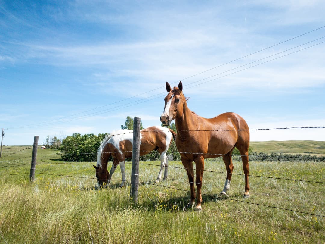Electric Fence Netting vs Wire – Which One Is Right for Your Livestock?