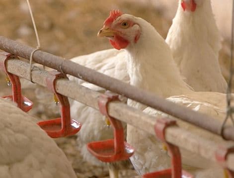 The Application Of Electric Fence In Special Scenes