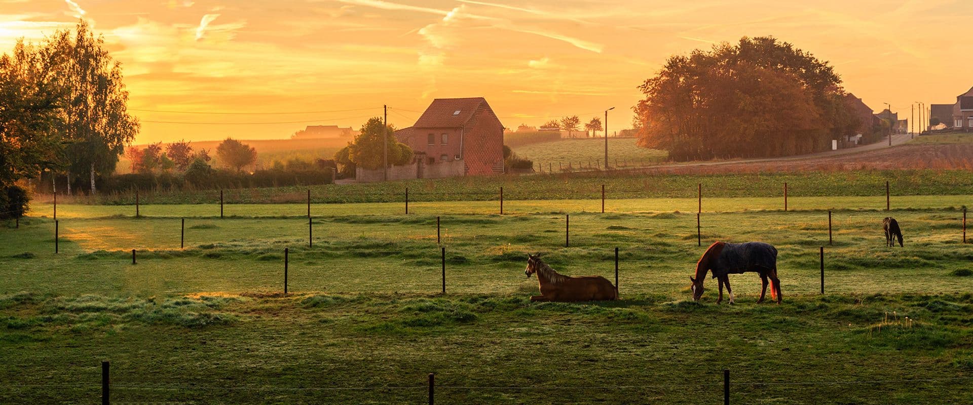 Everything You Need to Know About Electric Fencing