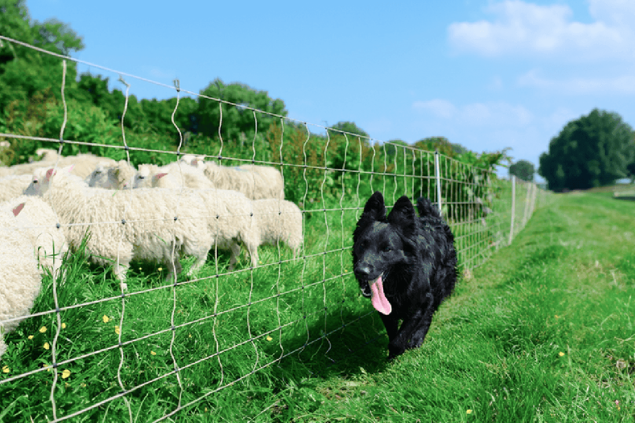 Electric Fence Solution about Defend against external wild animals