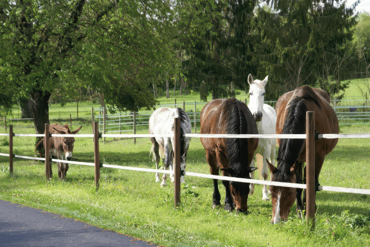 Electric Fence Solution For Horse