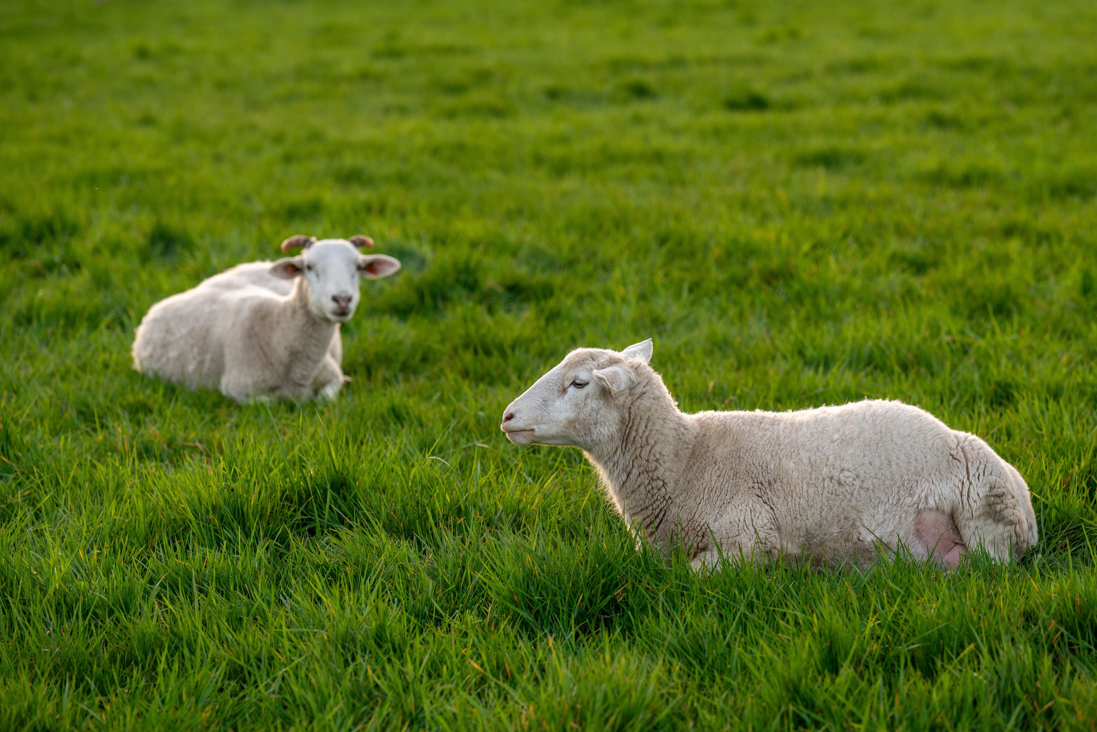 Why Is My Electric Fence Not Working? 10 Common Causes and Solutions