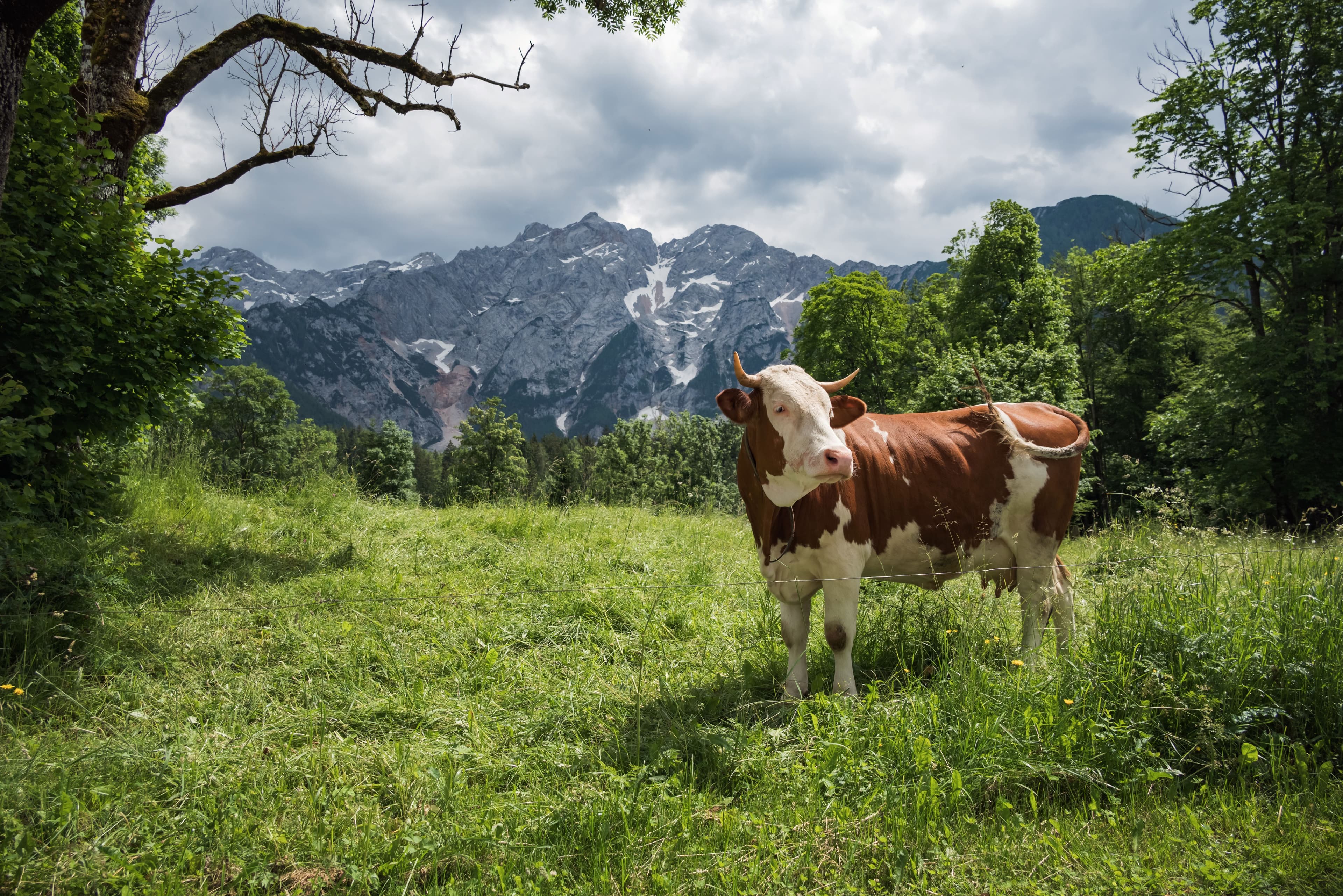 How to Choose the Right Electric Fence Wire for Your Farm
