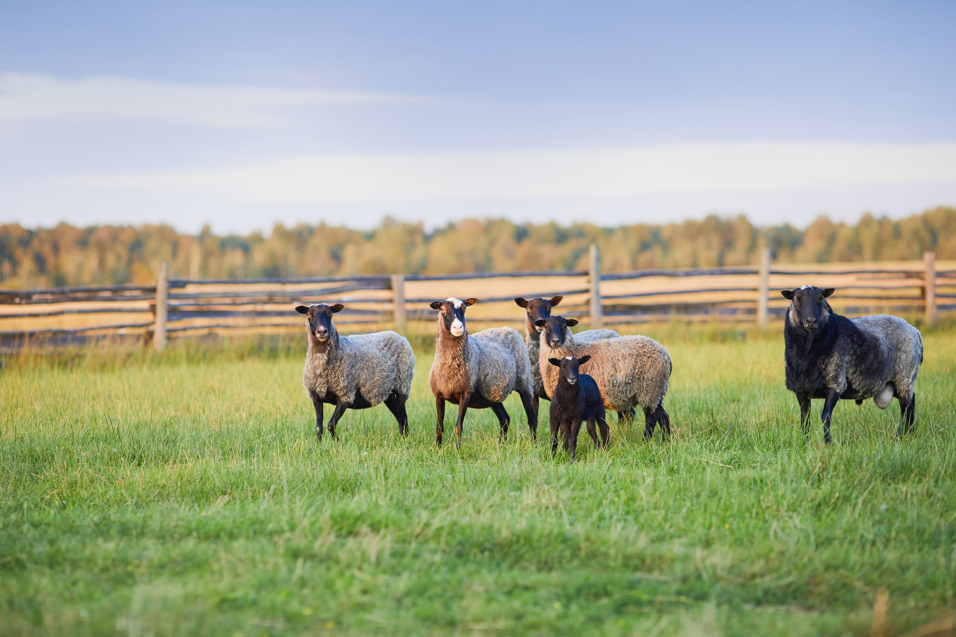 Permanent vs Temporary Electric Fencing for Livestock Farms in the UK