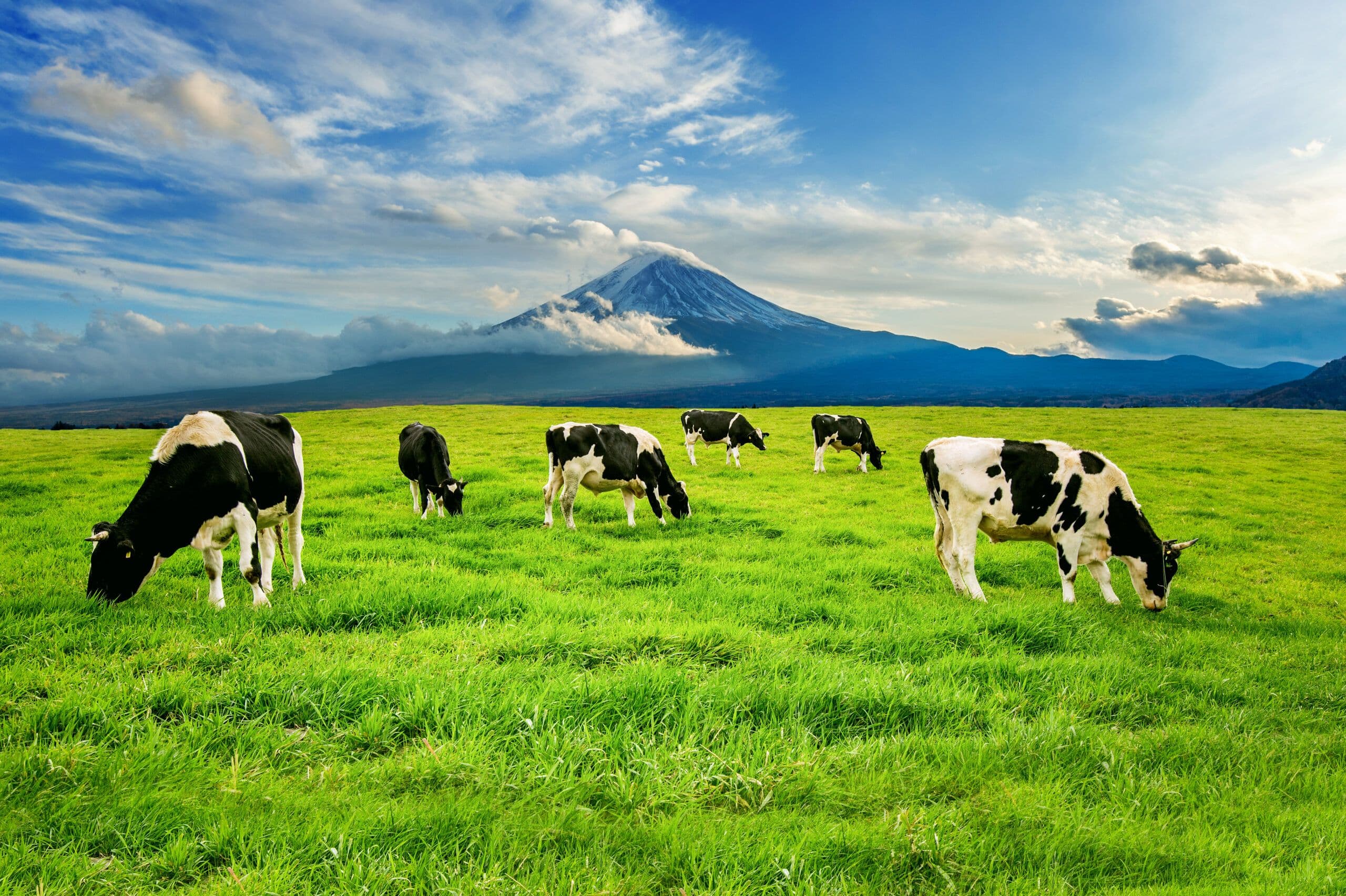 How Far Apart Should Electric Fence Posts Be?
